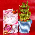 Birthday Greeting Card and Good Luck Plant