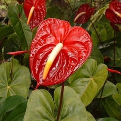 Anthuriums