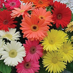 Gerberas