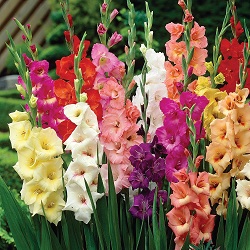 Gladiolus