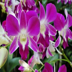 Orchids