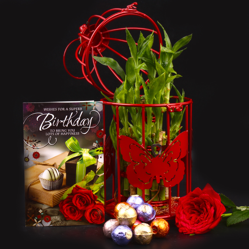 Red Butterfly Bird Cage with Assorted Truffle Chocolate included Birthday Card and Good Luck Plant