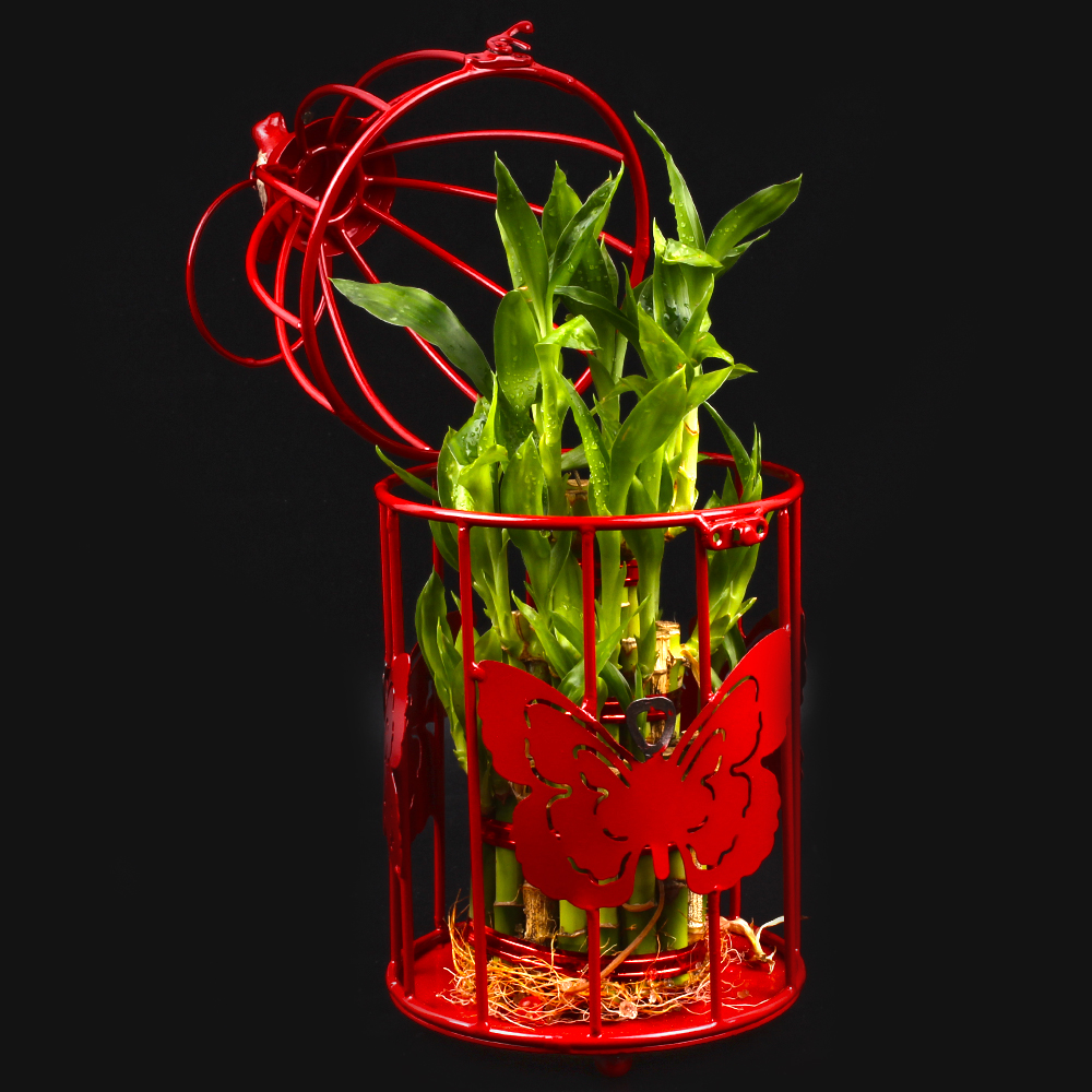 Red Butterfly Bird Cage with Assorted Truffle Chocolate included Birthday Card and Good Luck Plant