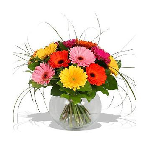 Fresh colorful Gerberas in Vase