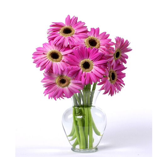 Dozen Pink Gerberas In Glass vase