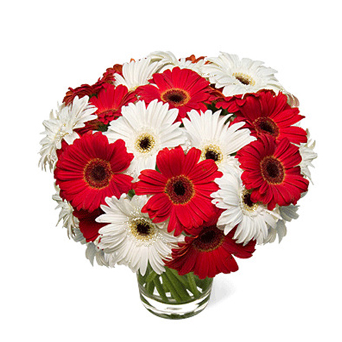 Vase of red and white gerberas