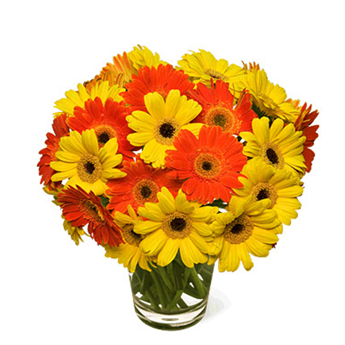 Brighten Gerberas in Vase