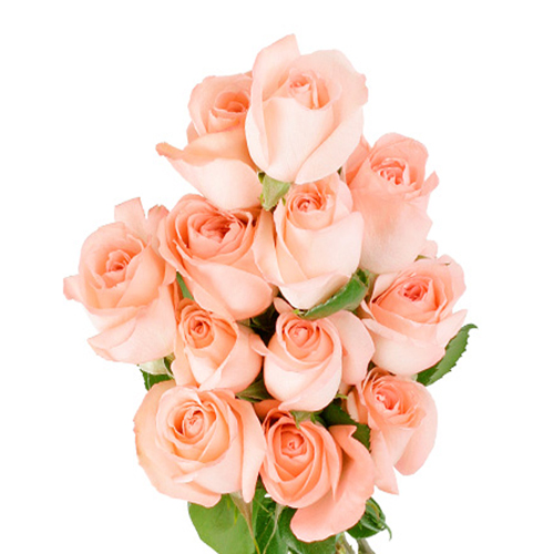 12 Fresh Pink Roses Bunch