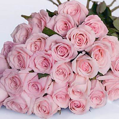 24 Pink Roses Bouquet