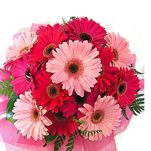 15 Pink Gerberas