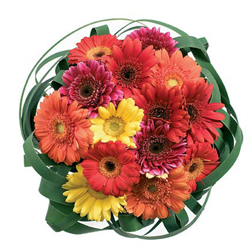 15 Multi Color Gerberas