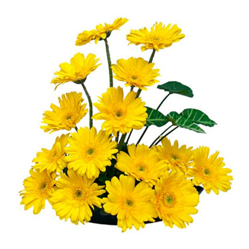 Basket of 15 Yellow gerberas