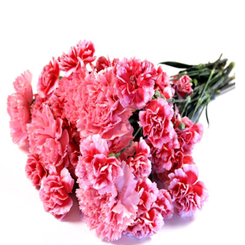 Bouquet Of 15 Pink Carnations
