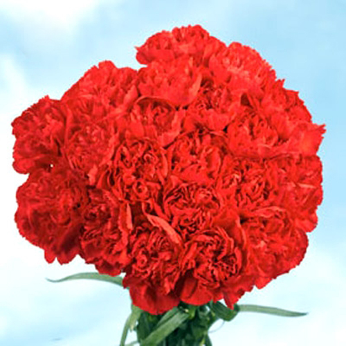 Bouquet Of 15 Red Carnations