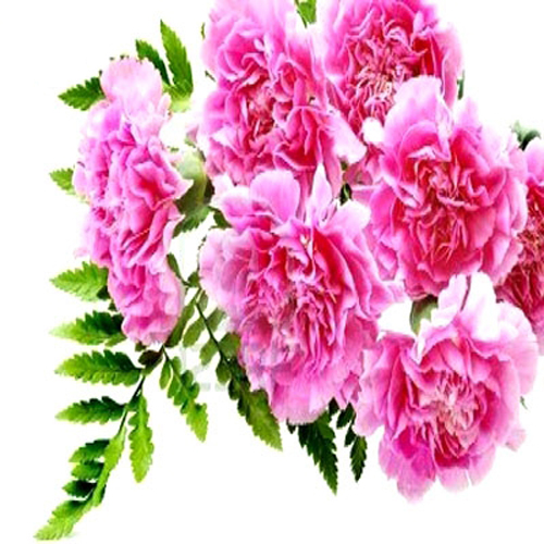 Bouquet of 6 Carnations