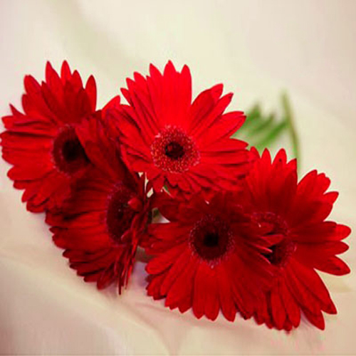 Bunch of 6 Red Gerberas