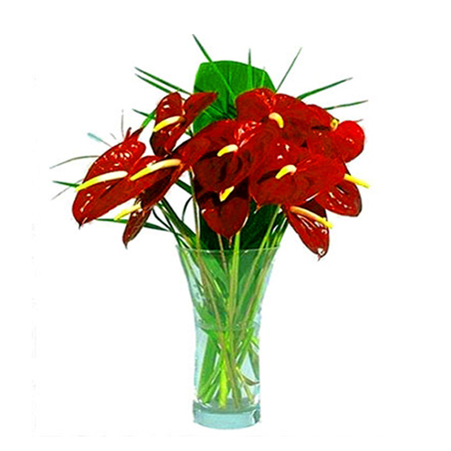 10 Red Anthurium In Glass vase