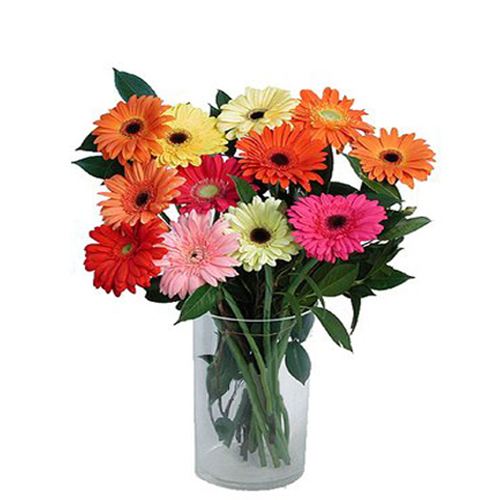 Dozen Of Multi Color Gerberas in Glass vase