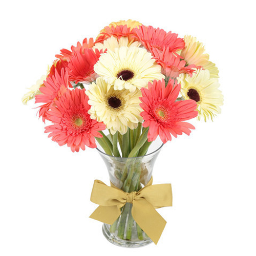 White and Pink Gerberas in Vase