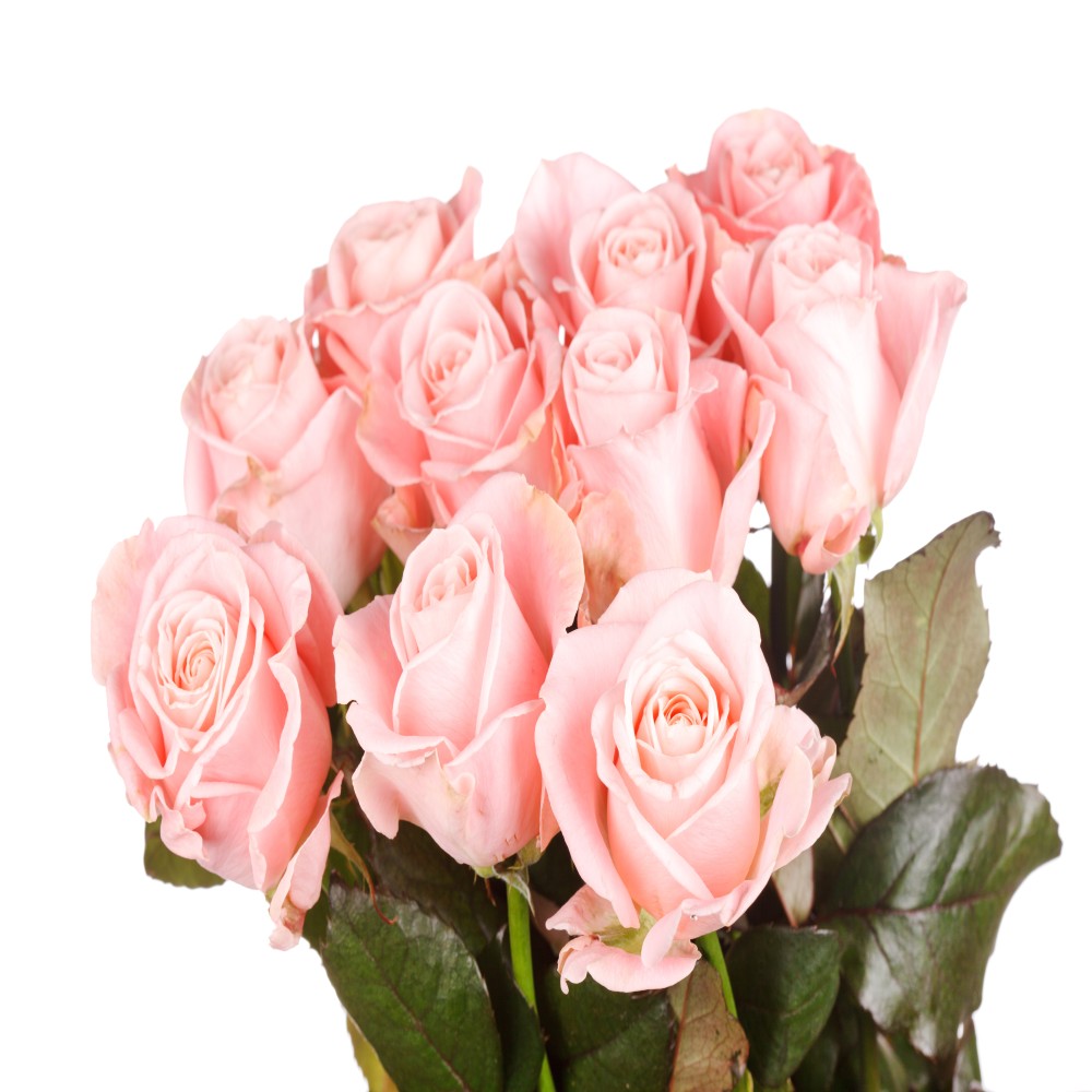 Bunch of 10 Pink Roses