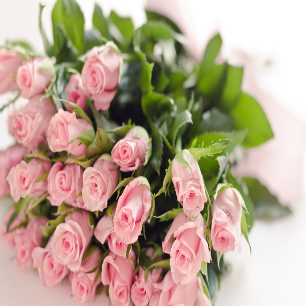 25 Baby Pink Roses Bouquet