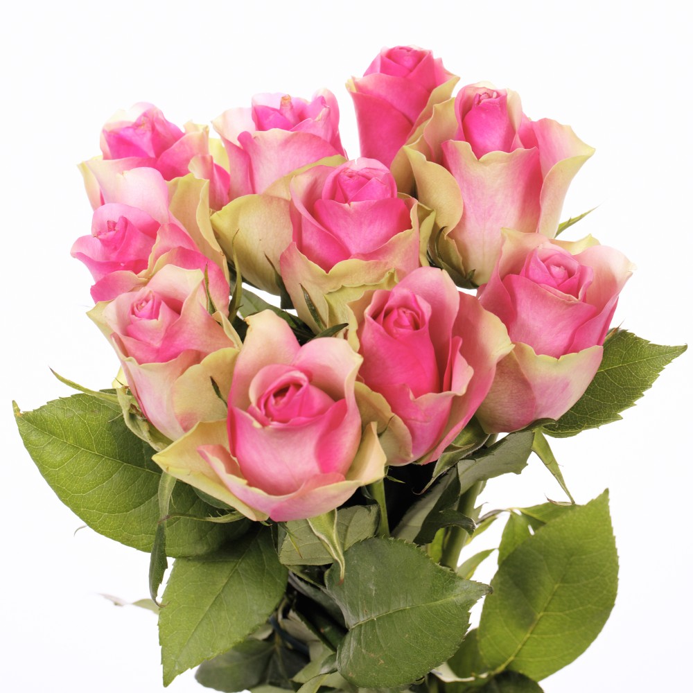 Lovely Pink Roses Bunch