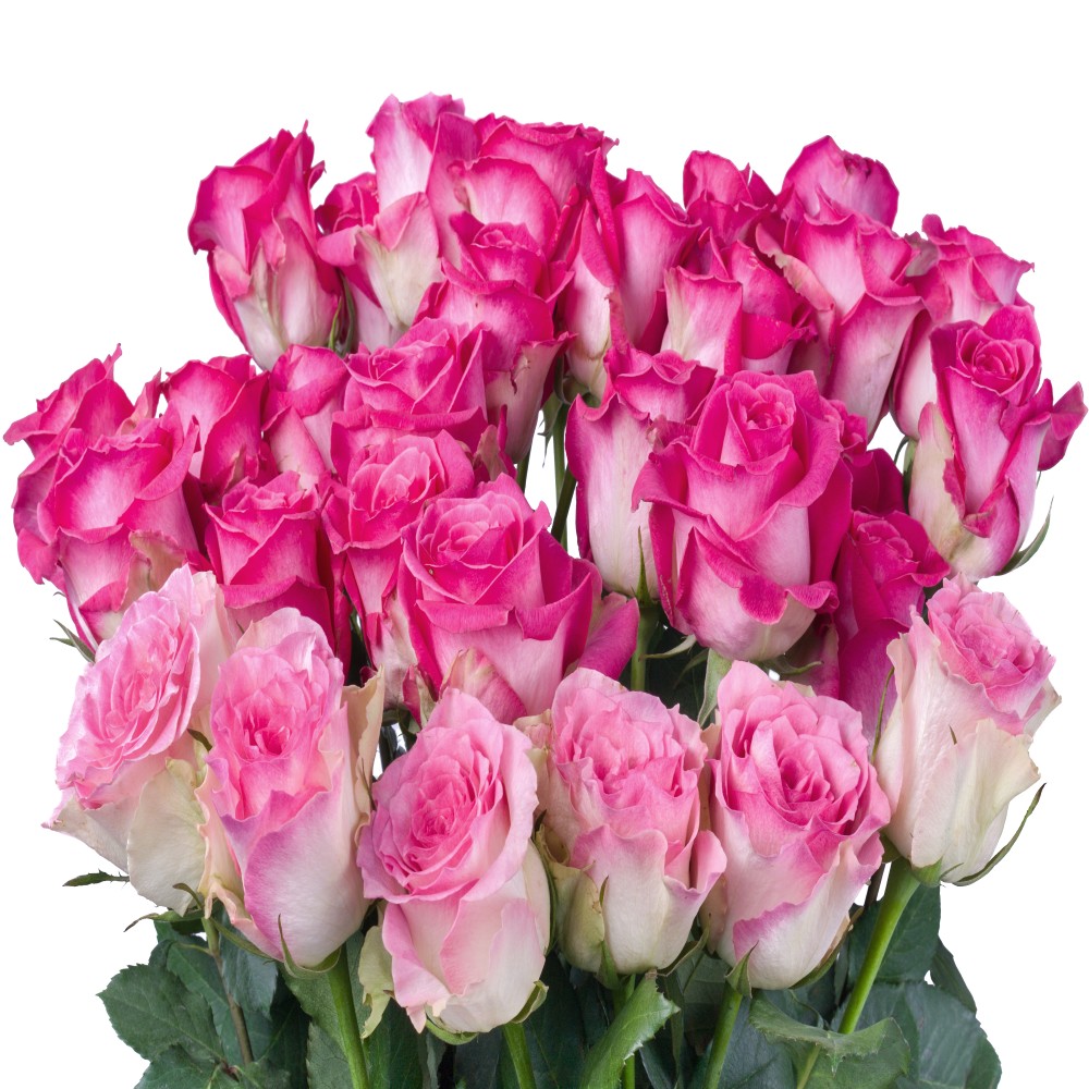 Bouquet of Fresh 28 Pink Roses