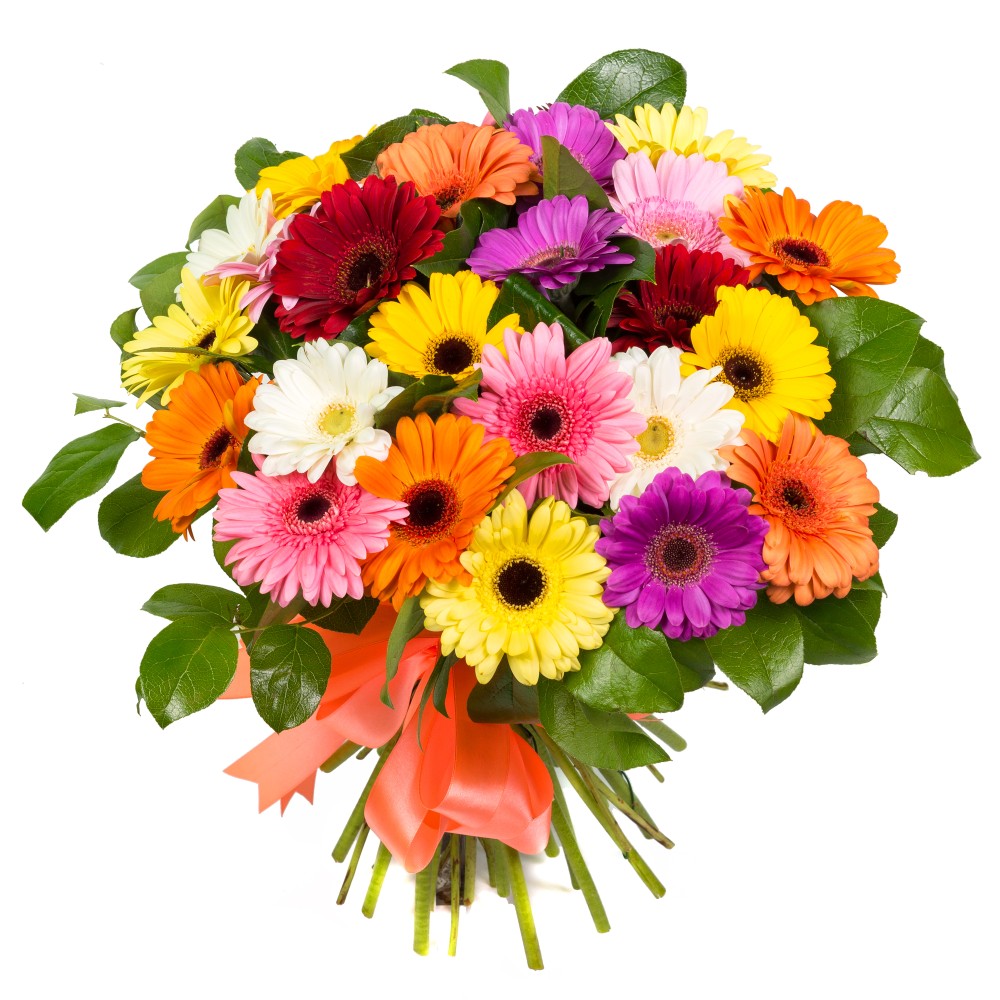 Bouquet of 25 Multi Color Gerberas