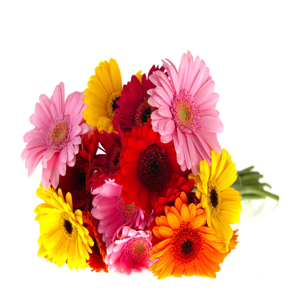 Mix Gerberas Hand Tied