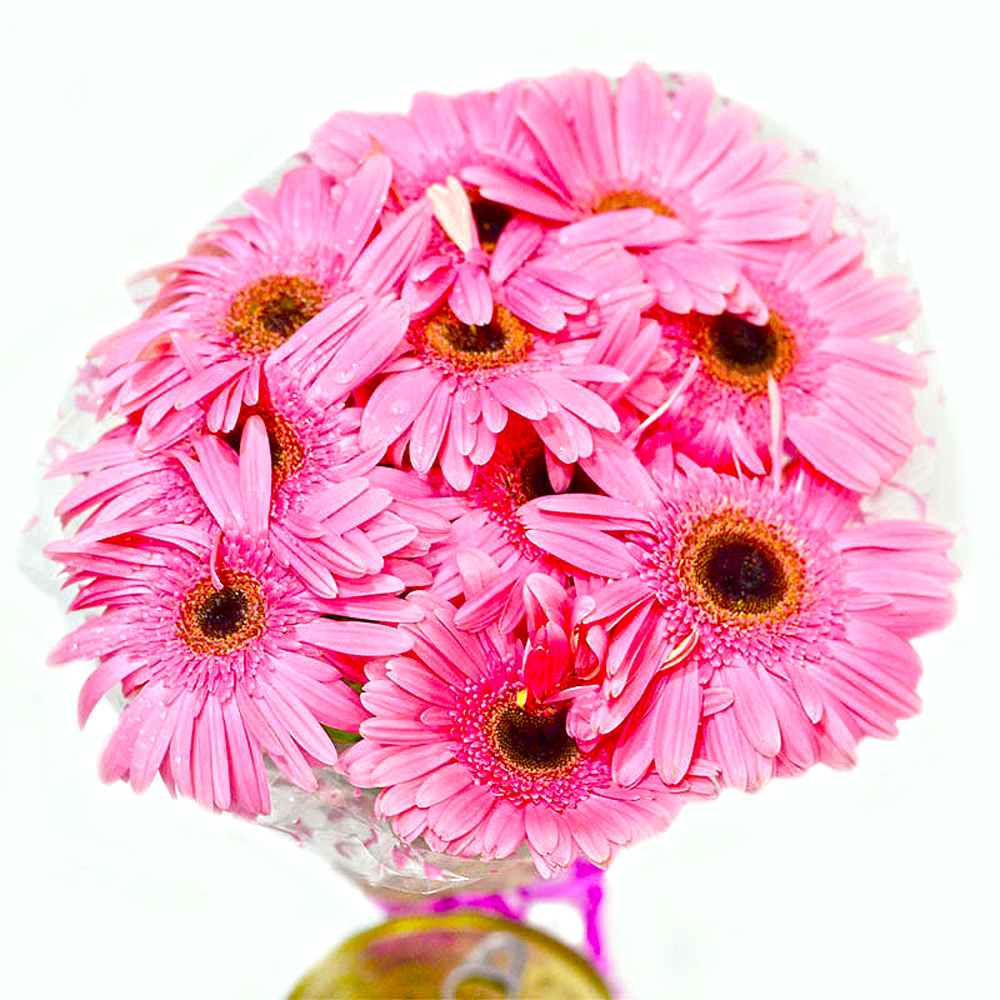 Bunch of Ten Pink Gerberas