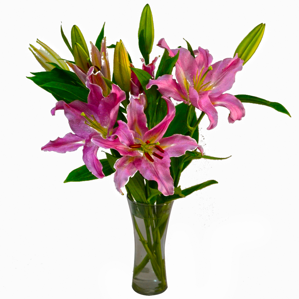 Glass Vase of Pink Lilies