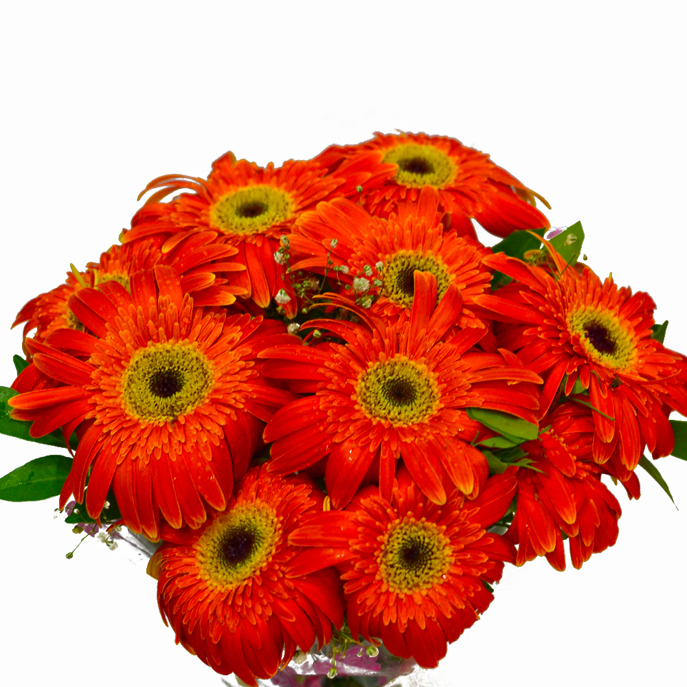 Bright Orange Gerberas Bouquet