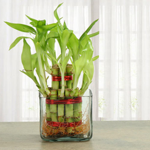 Two Layer Lucky Bamboo Indoor Plant