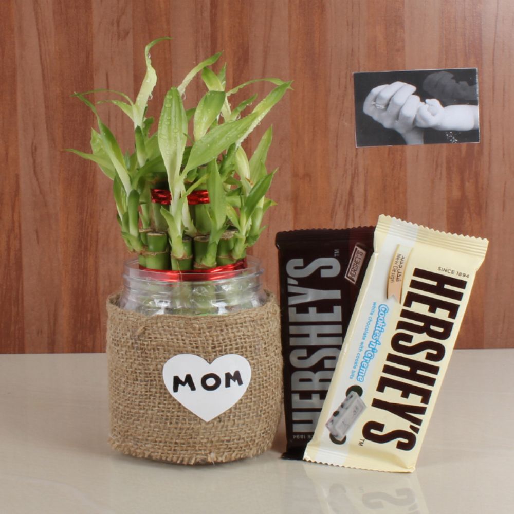 Hersheys Chocolate with Good Luck Bamboo Plant