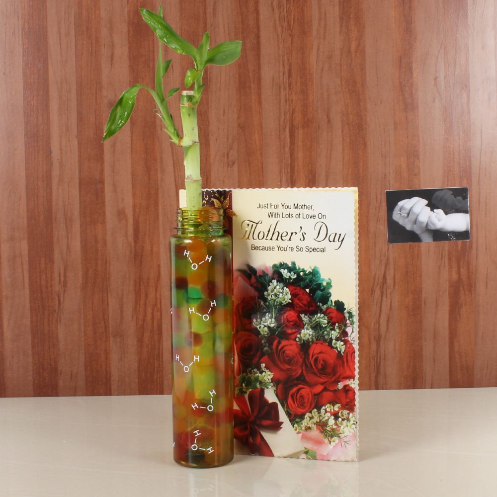 Good Luck Bamboo Plant with Mothers Day Greeting Card