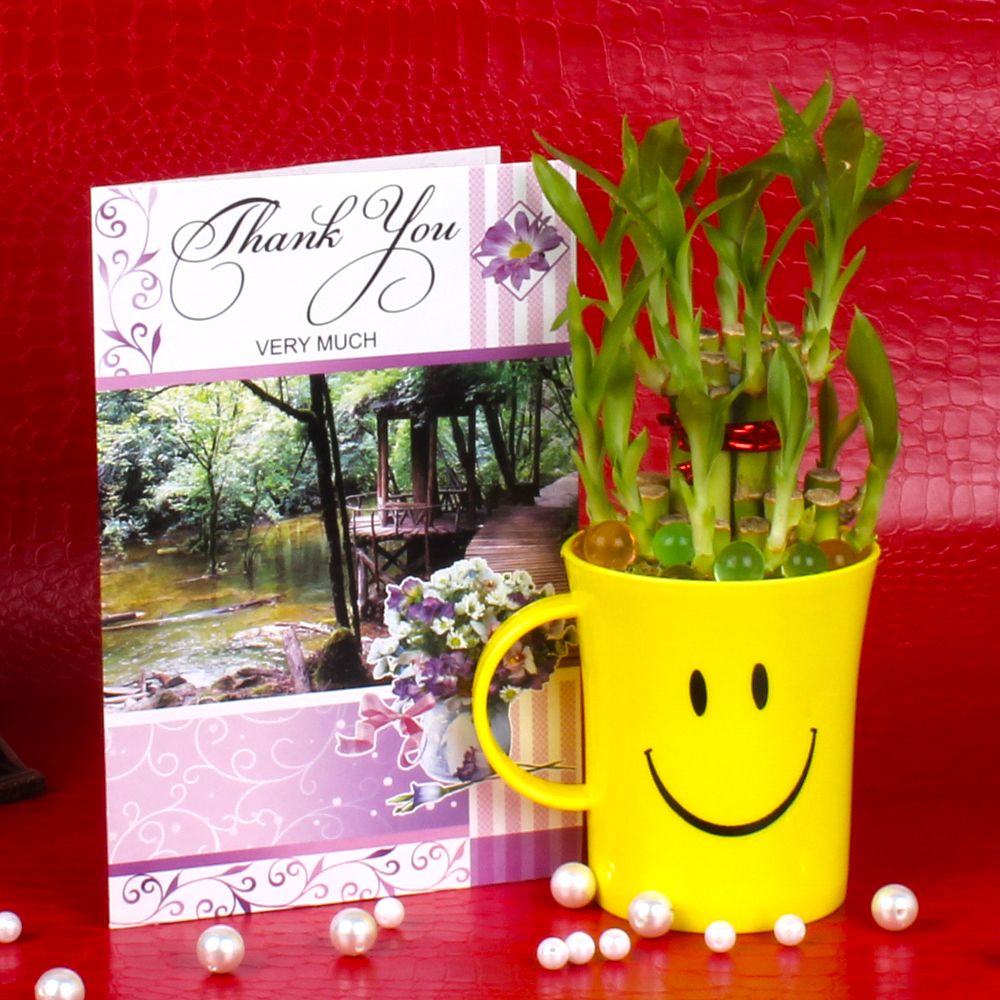 Good Luck Bamboo Plant with Thank you Card.