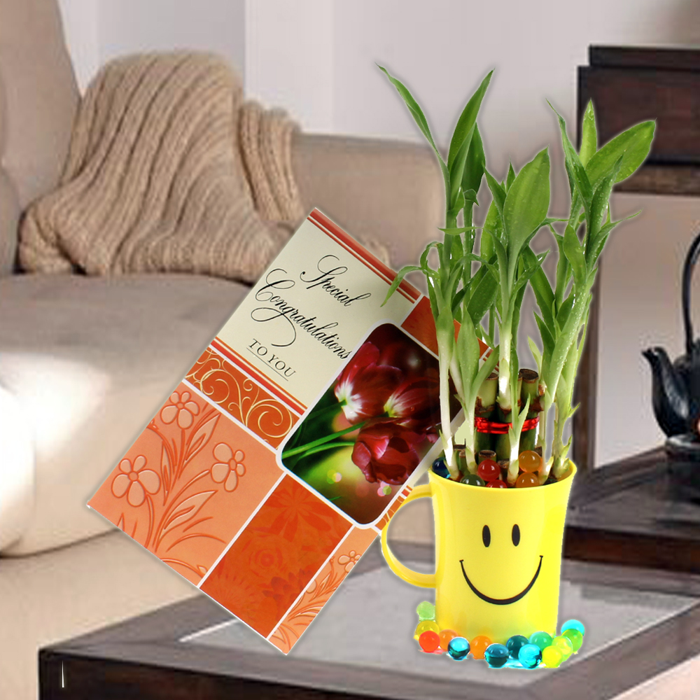 Good Luck Bamboo Plant with Congratulations Greeting Card.