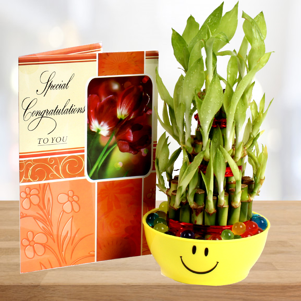 Green Good Luck Bamboo Plant with Congratulations Greeting Card.