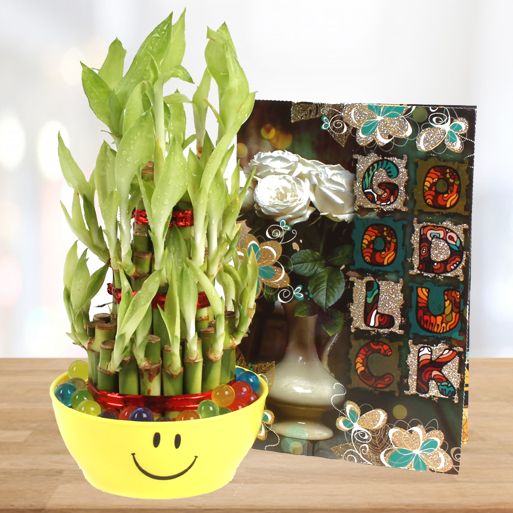Good Luck Card and Good Luck Bamboo Plant Combo