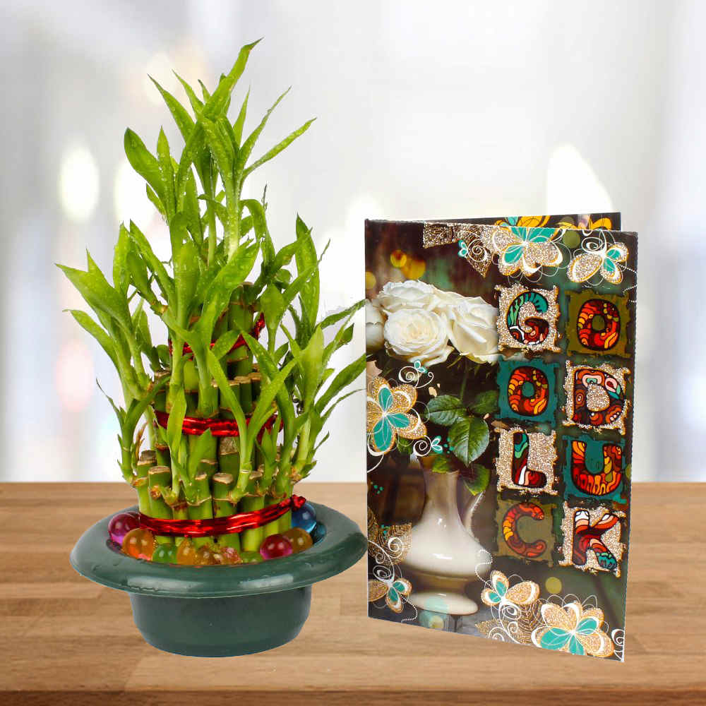 Good Luck Plant with Lucky Greeting Card