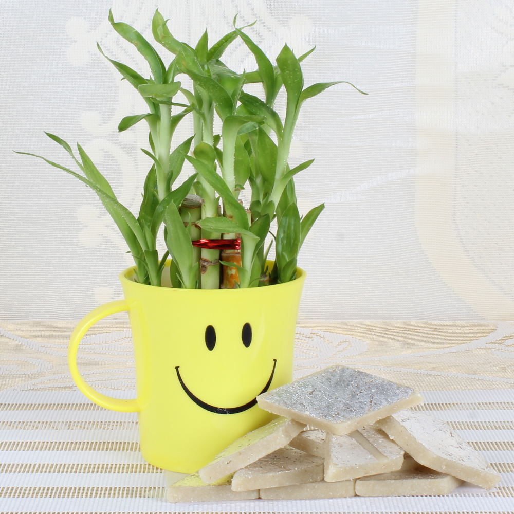 Kaju Katli Sweet with Good luck Bamboo Plant