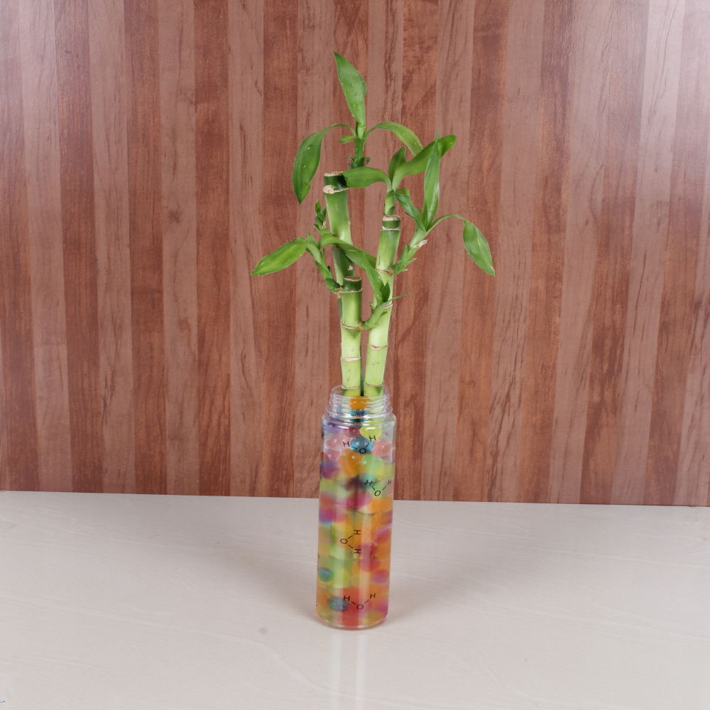 Bamboo Plant Online