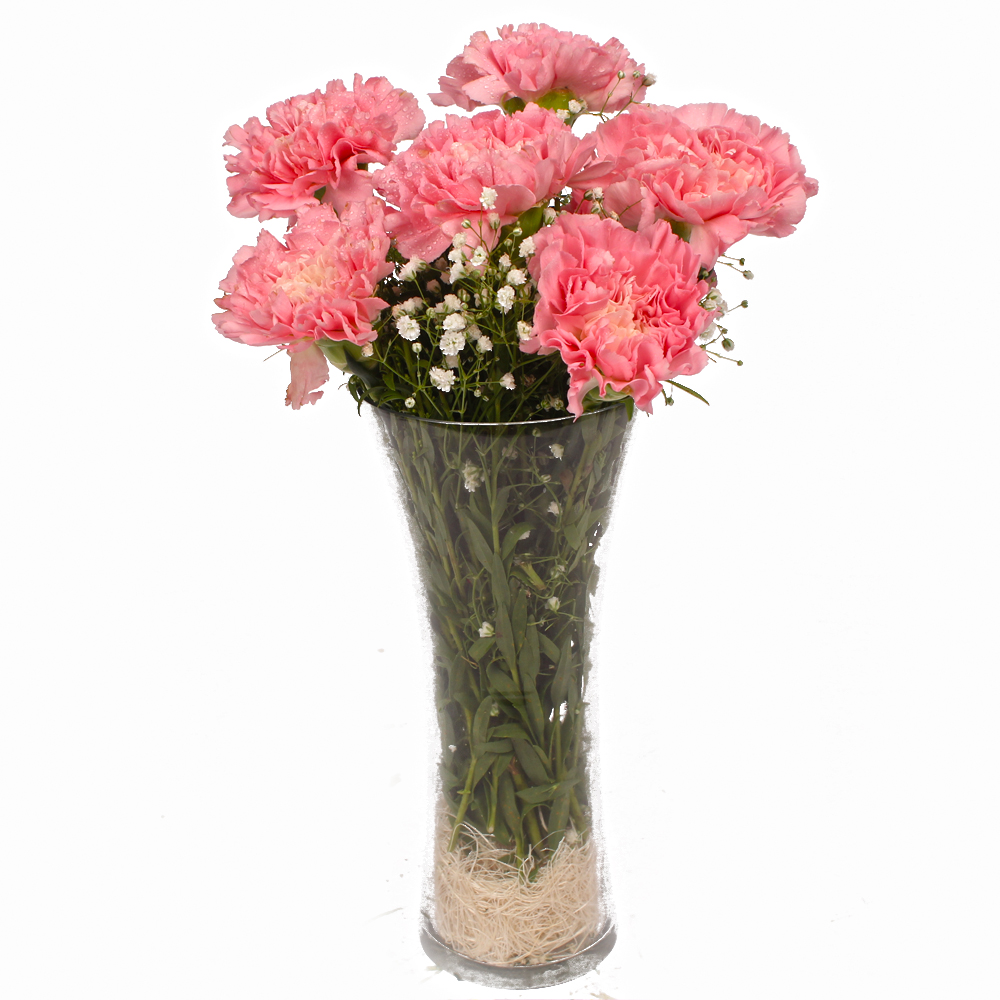 Six Pink Carnations in Classic Vase