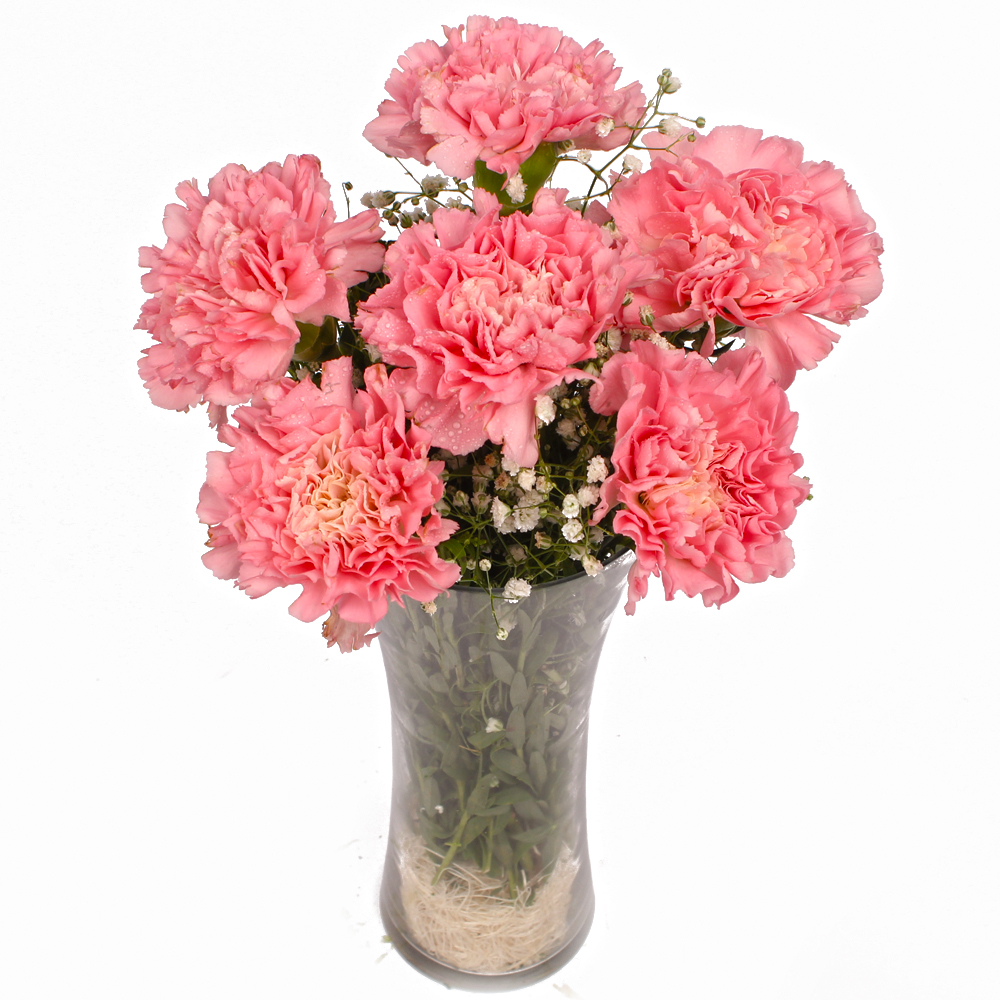 Six Pink Carnations in Classic Vase