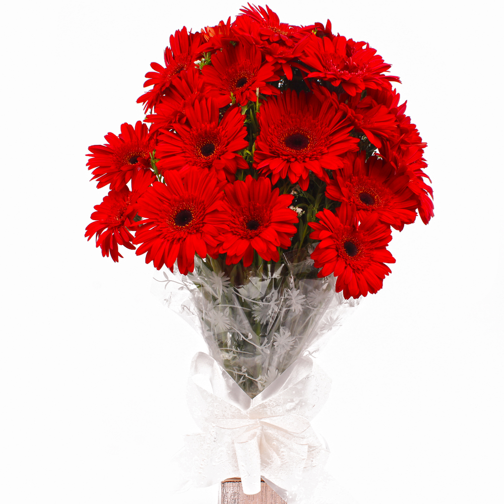 Eighteen Red Gerberas in Cellophane Wrapped