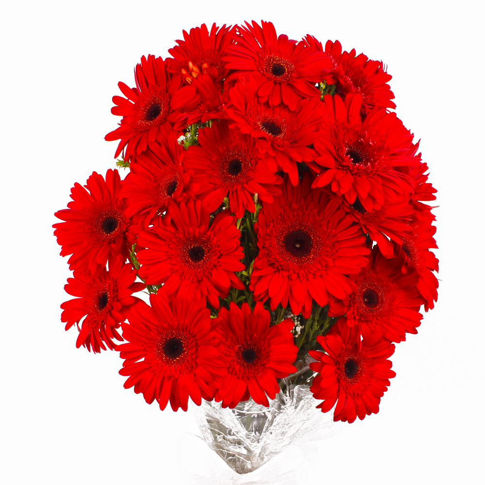 Eighteen Red Gerberas in Cellophane Wrapped