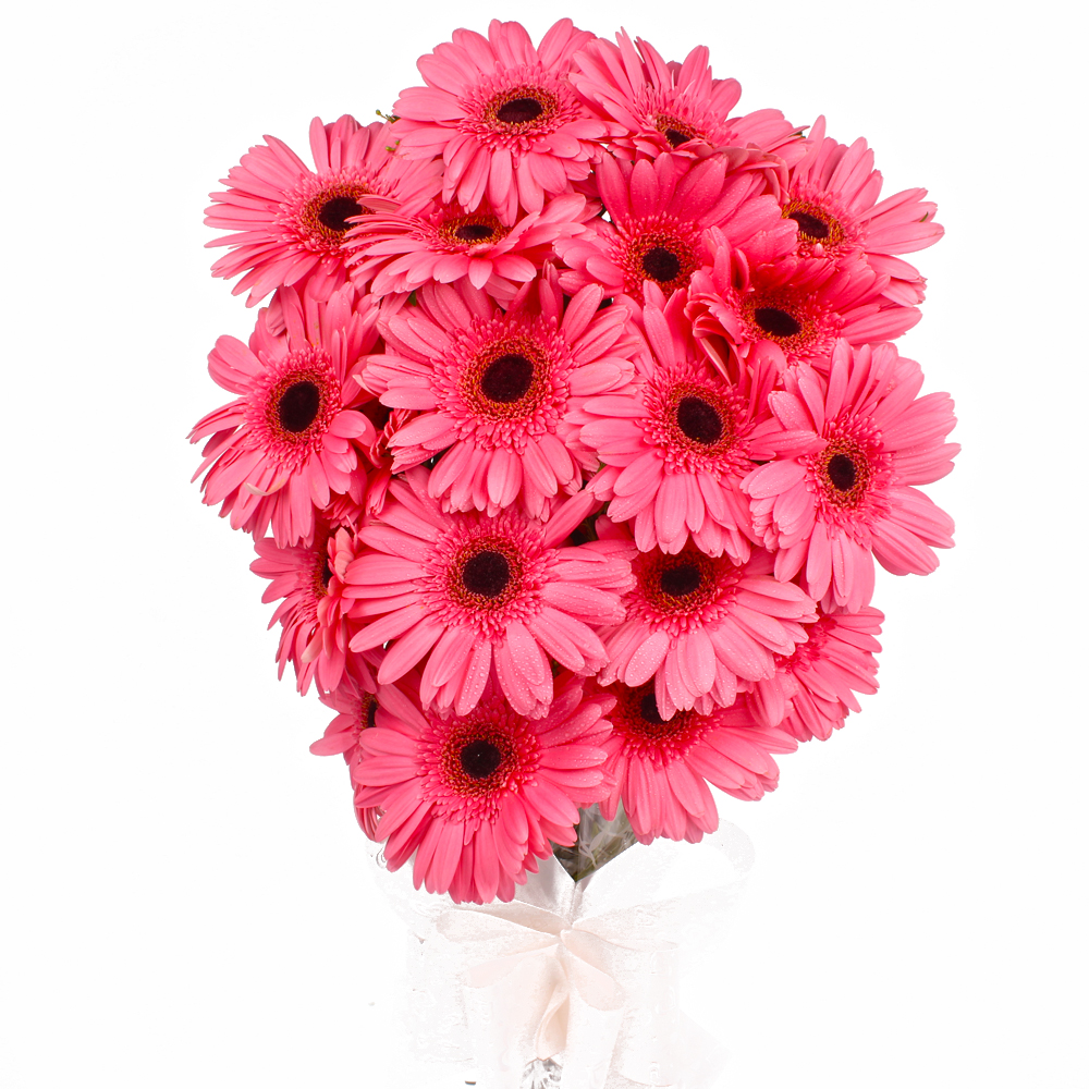 Twenty Pink Gerberas Bouquet Online