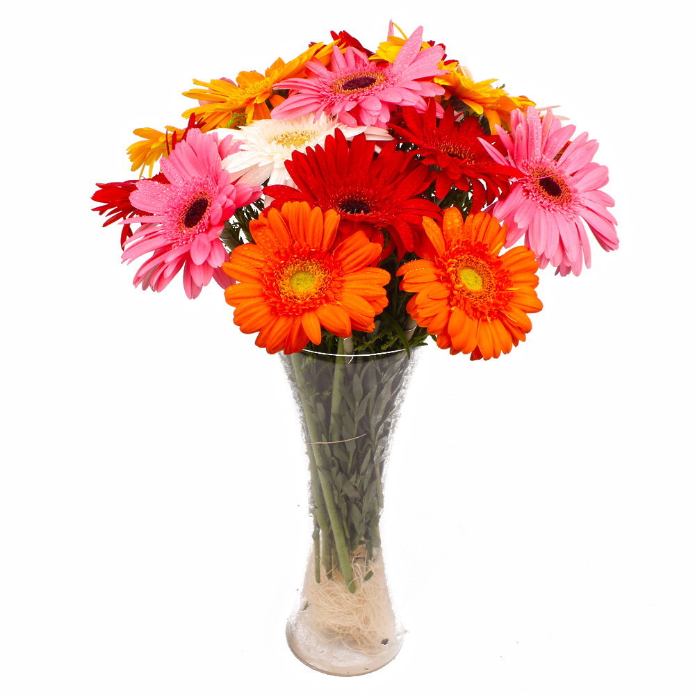 Fifteen Multi Colorful Gerberas Arranged in Glass Vase