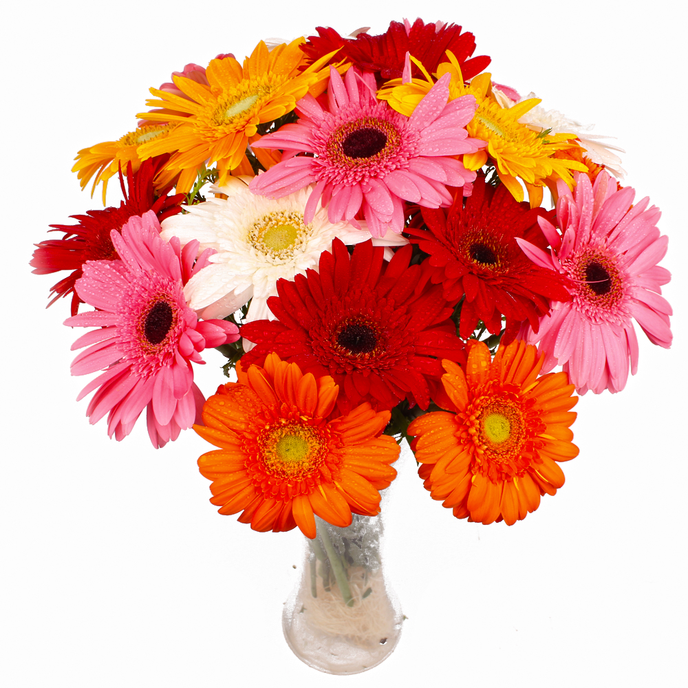 Fifteen Multi Colorful Gerberas Arranged in Glass Vase