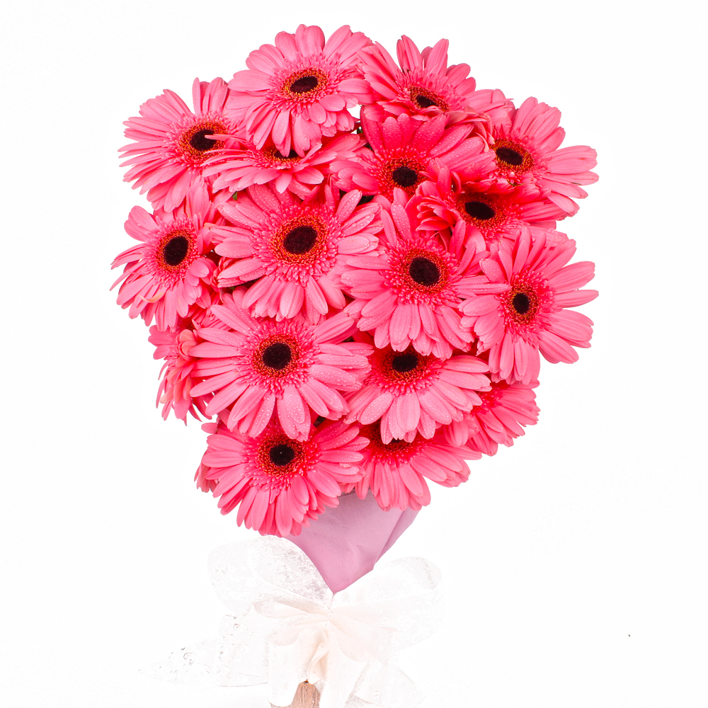 Twenty Pink Gerberas in Tissue Packing